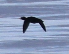 Surf Scoter - ML642638567