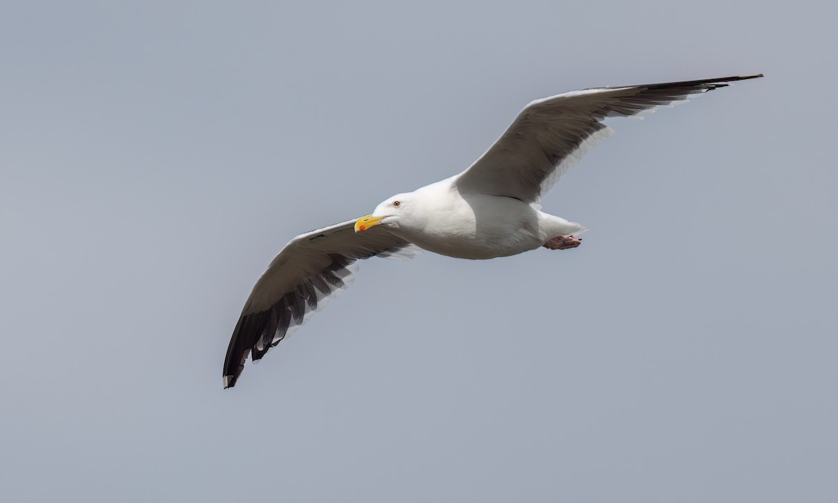 Western Gull - ML642638576