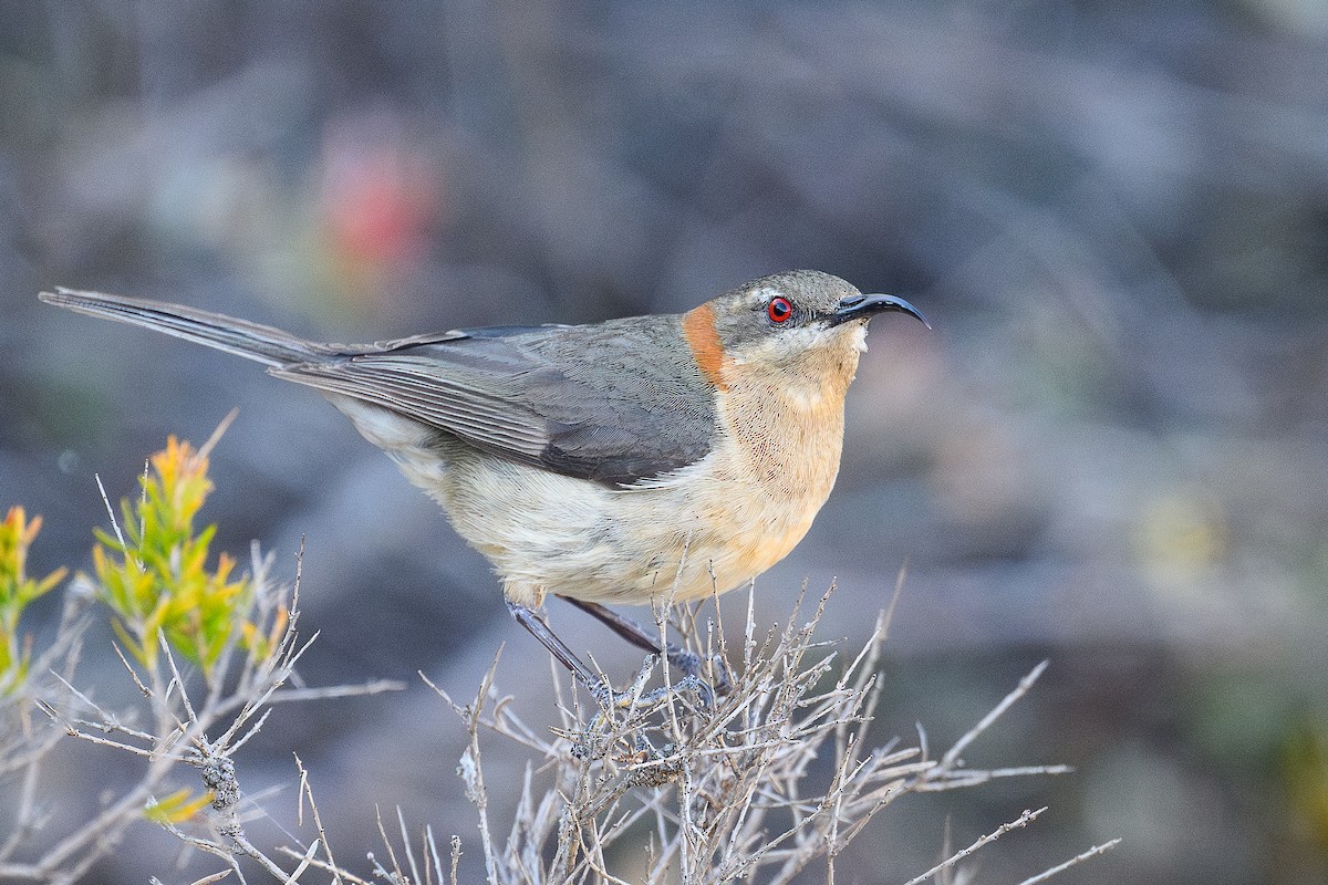 Western Spinebill - ML642638580