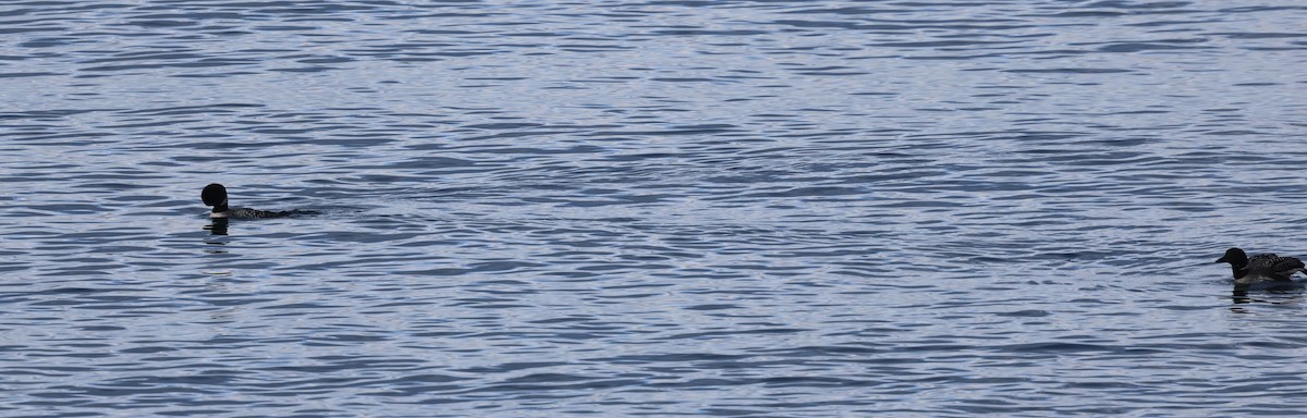 Common Loon - ML642638587