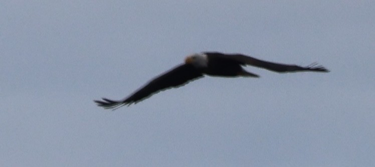 Bald Eagle - ML642638598
