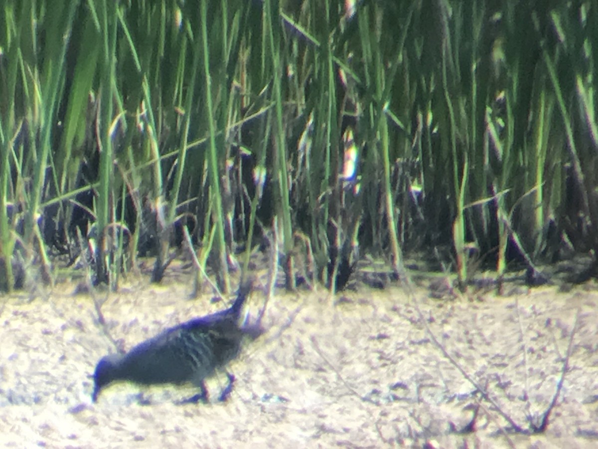 Australian Crake - Ben Hoffmann