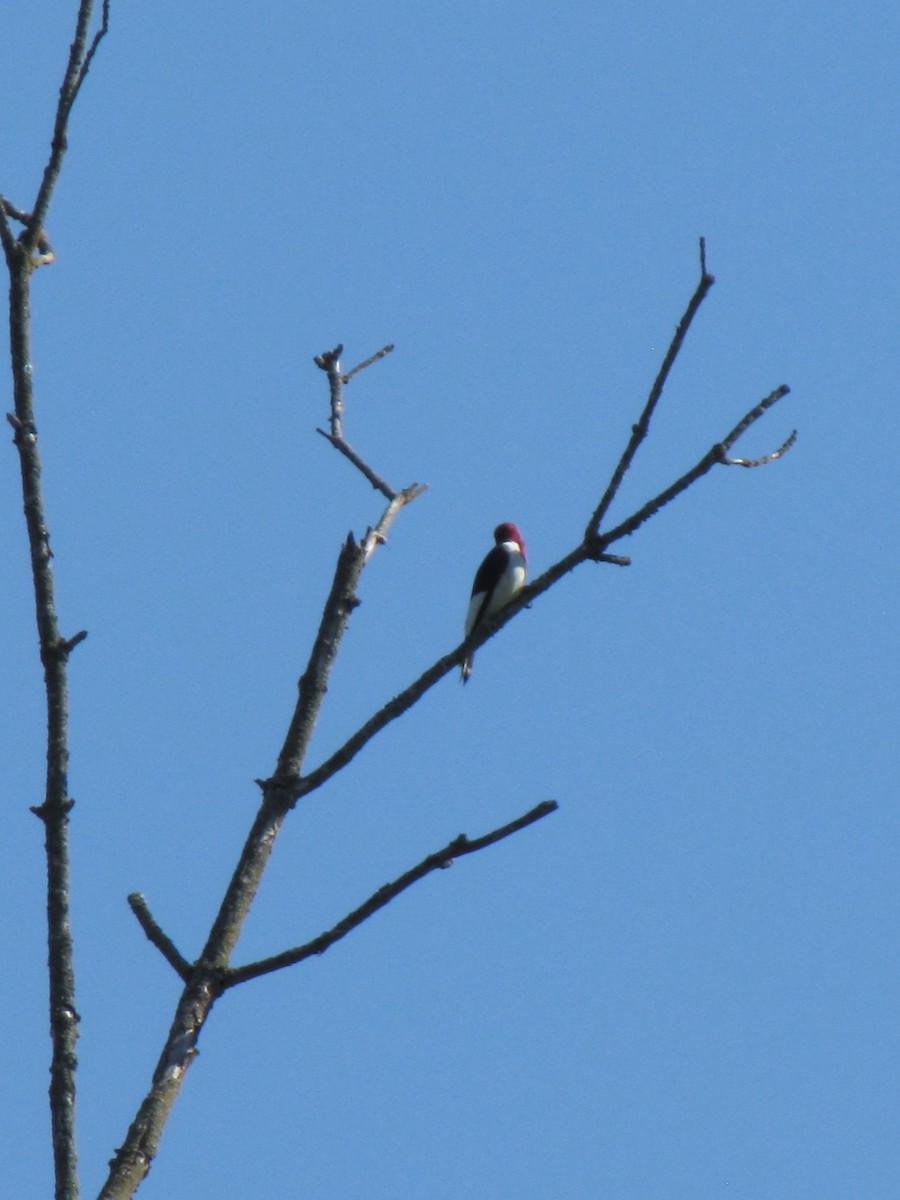 rødhodespett - ML642638620