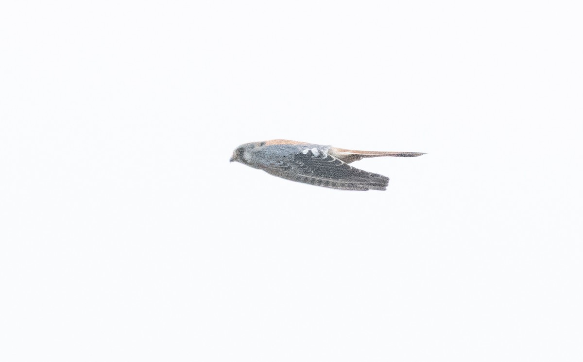 American Kestrel - ML642638623