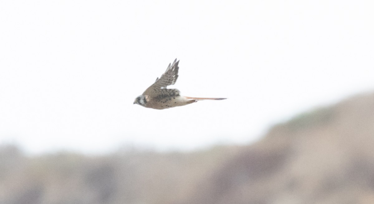 American Kestrel - ML642638628