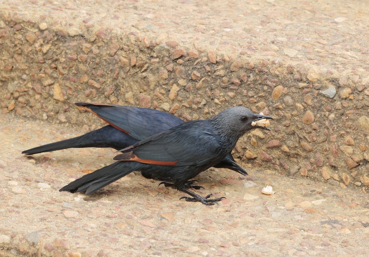 Red-winged Starling - ML642638630