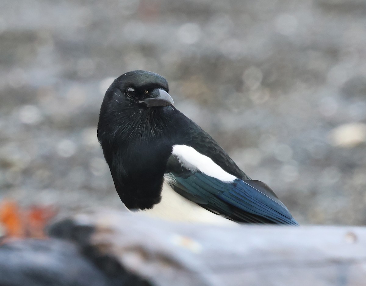 Black-billed Magpie - ML642638631