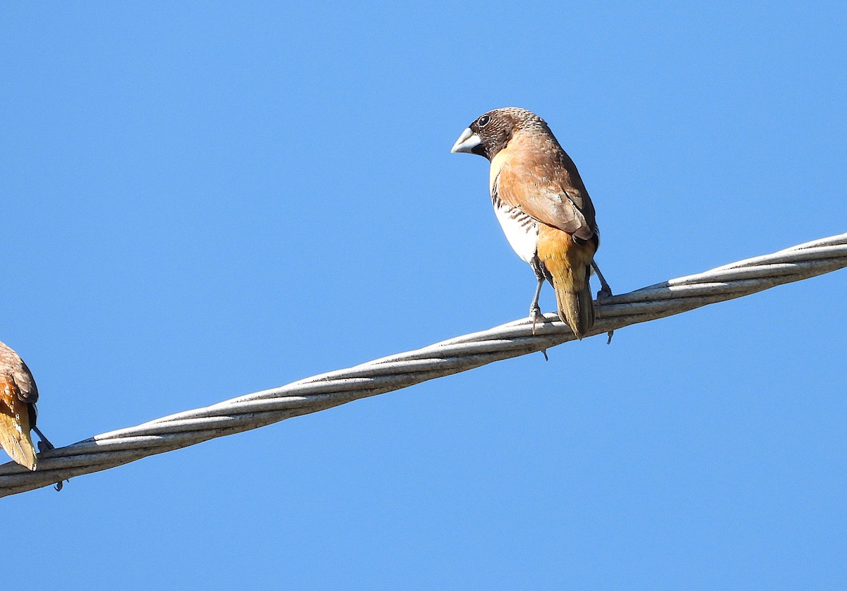 Chestnut-breasted Munia - ML642638633