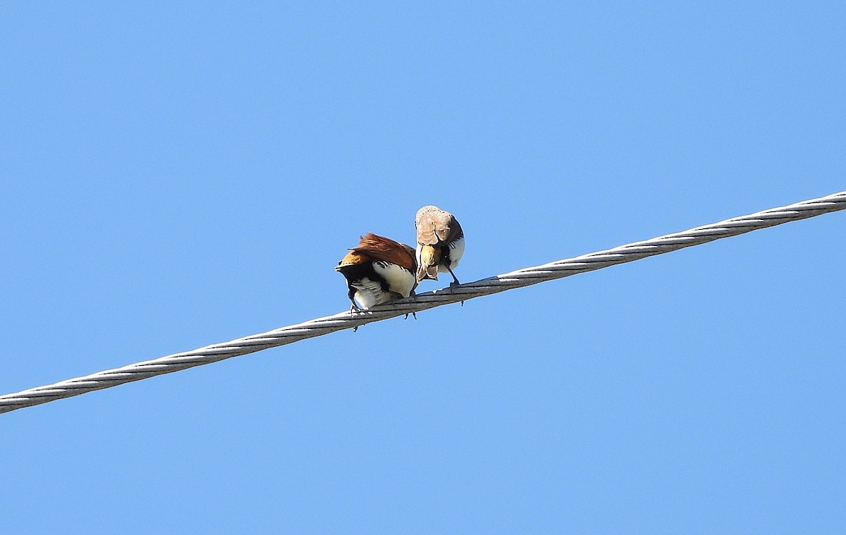 Chestnut-breasted Munia - ML642638636