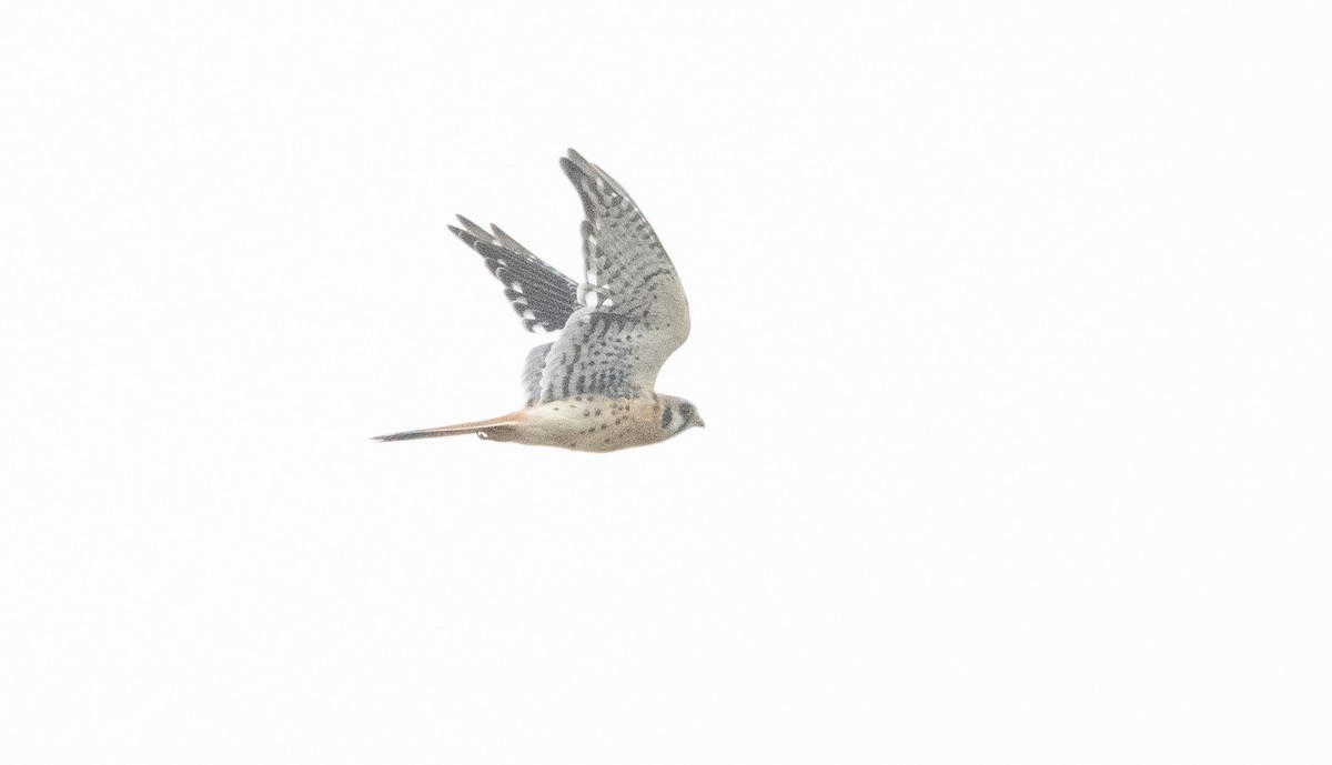 American Kestrel - ML642638639