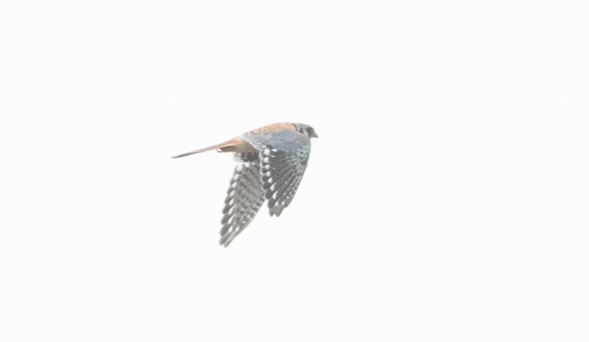 American Kestrel - ML642638640