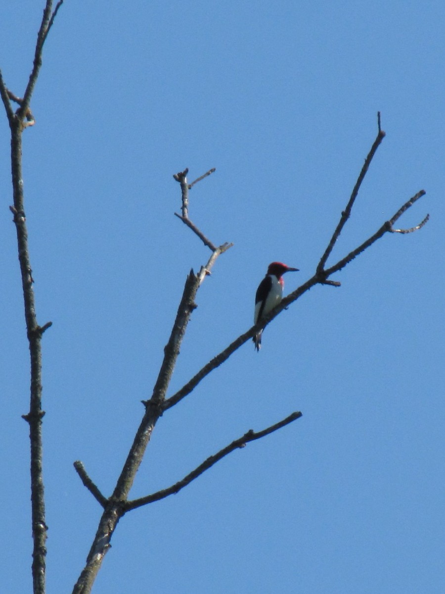 rødhodespett - ML642638641