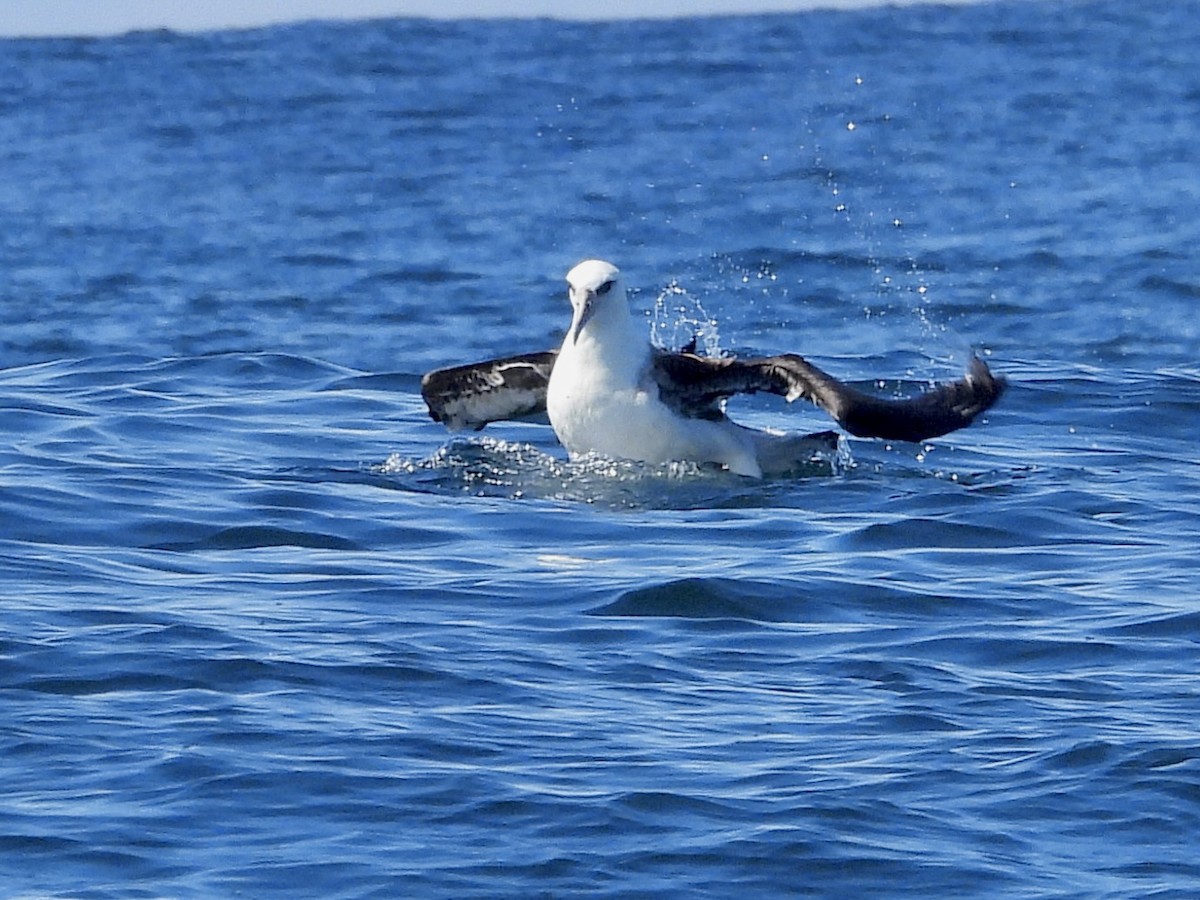 albatros laysanský - ML642638650