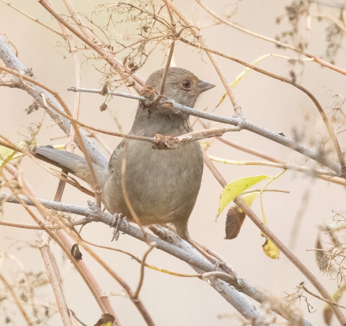 California Towhee - ML642638652