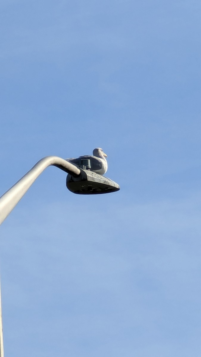 Glaucous-winged Gull - ML642638655