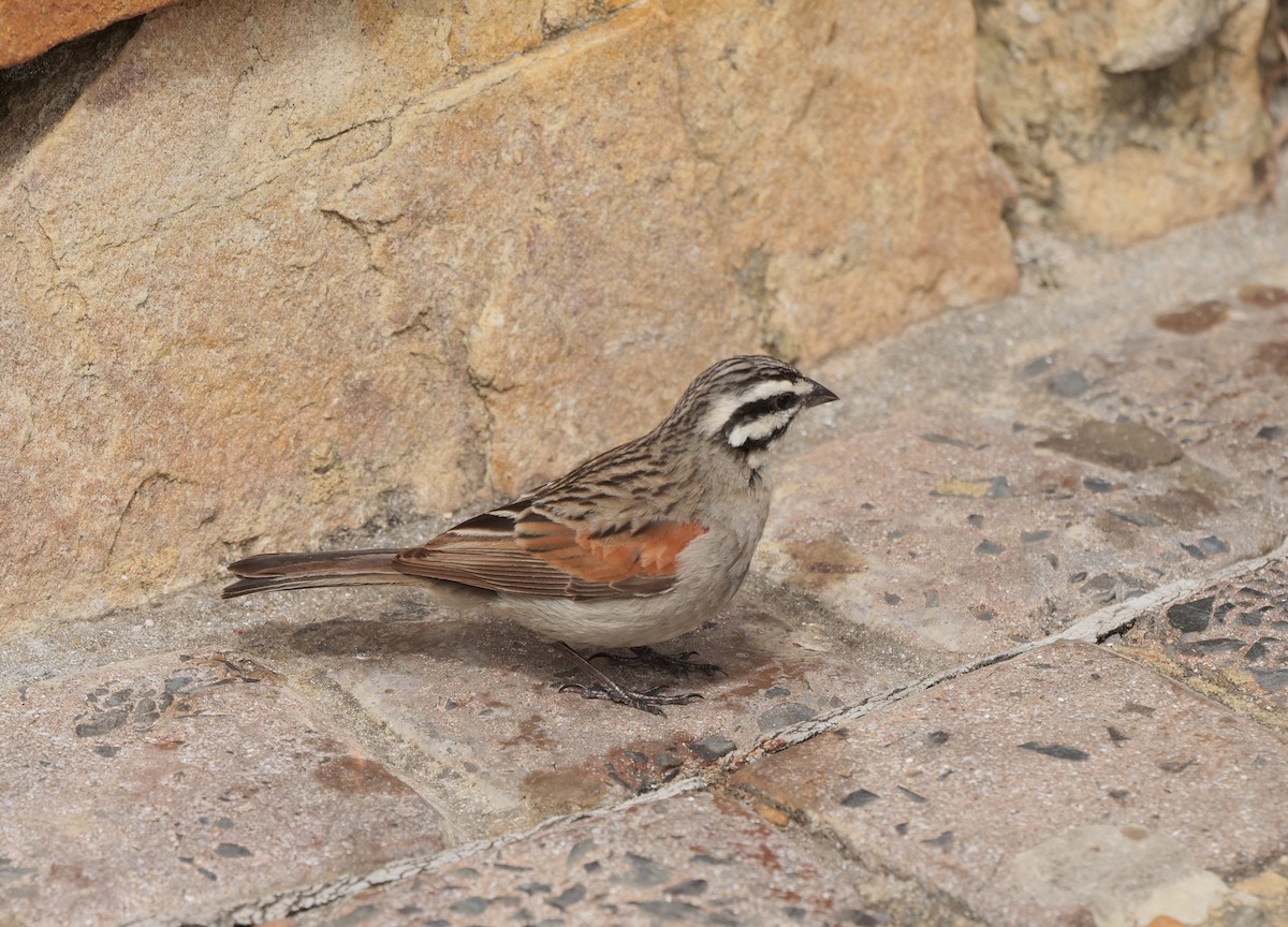 Cape Bunting - ML642638656