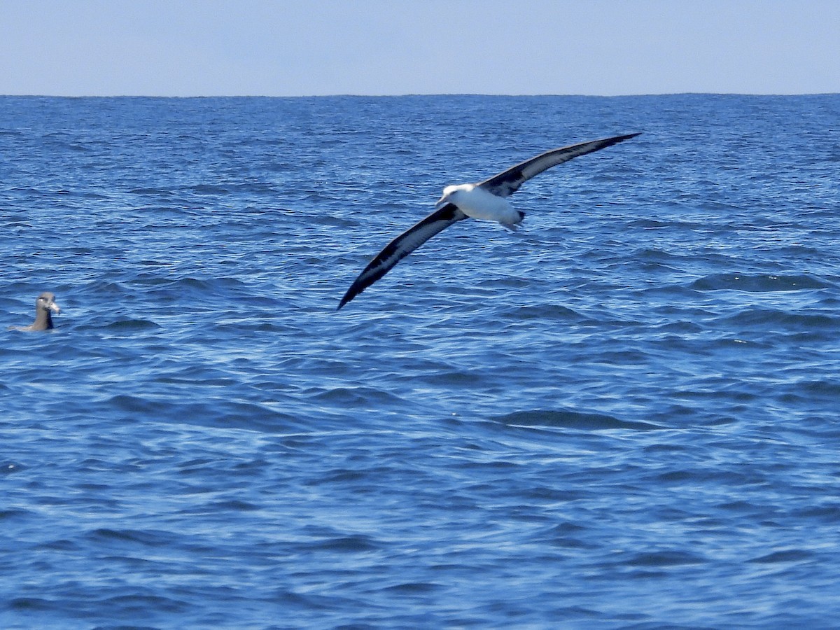 albatros laysanský - ML642638661