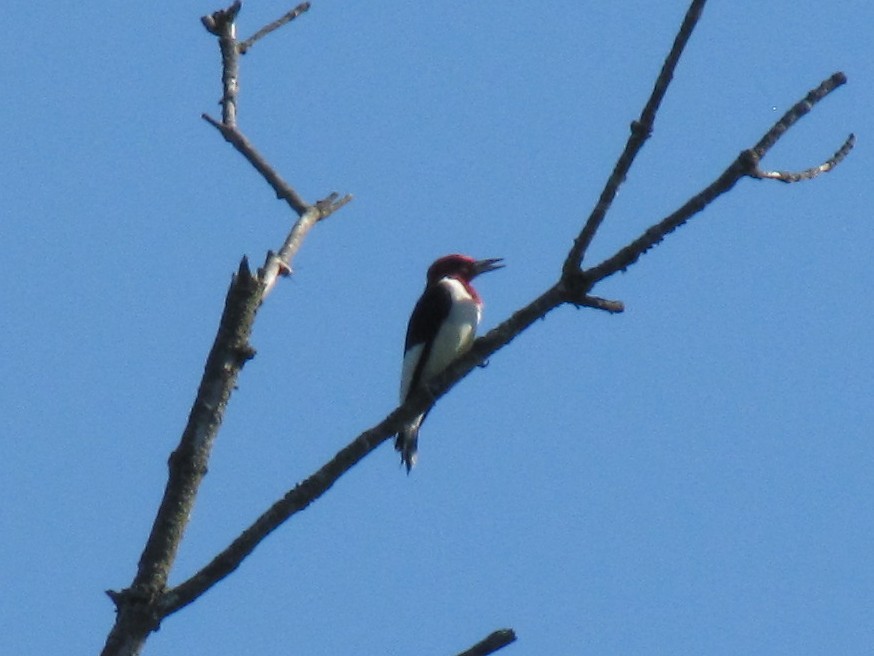 rødhodespett - ML642638674