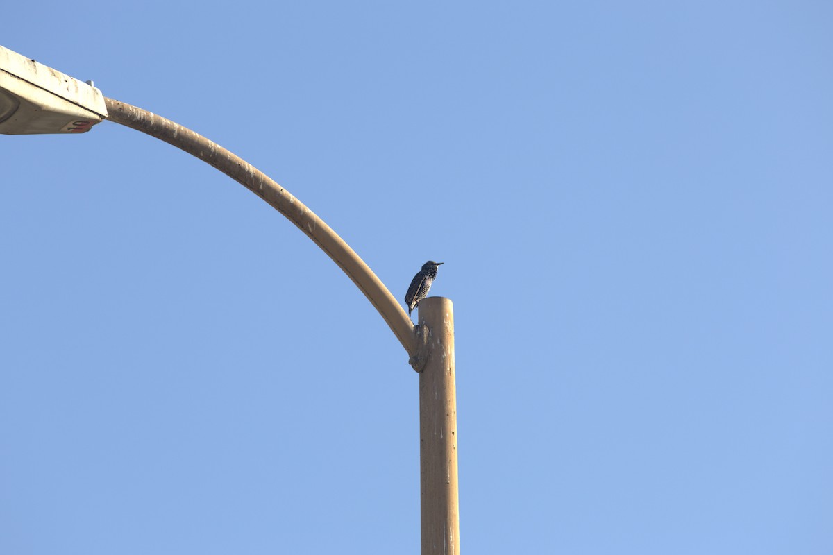 European Starling - ML642638697