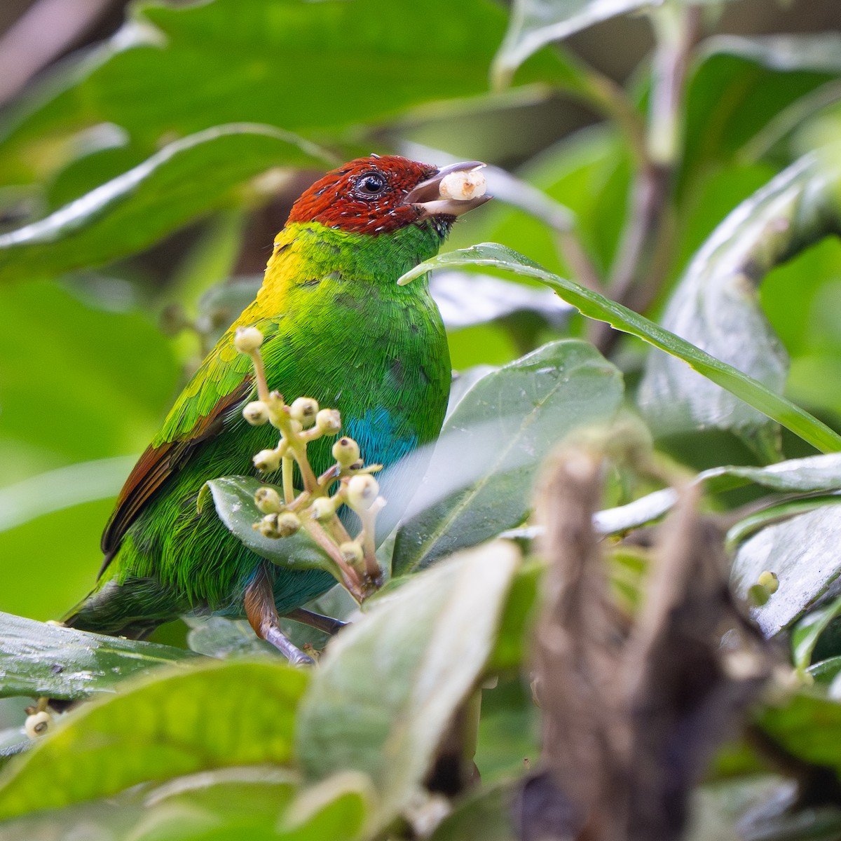 Rufous-winged Tanager - ML642638698