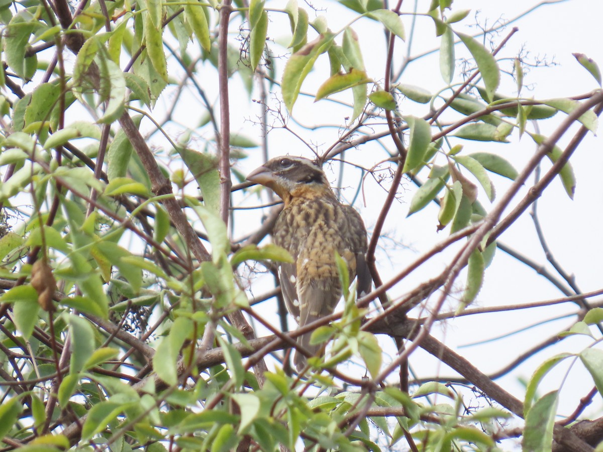 Black-headed Grosbeak - ML642638706