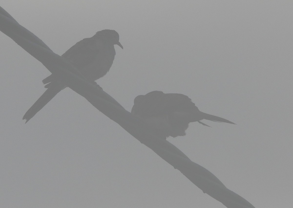 Bar-shouldered Dove - ML642638711