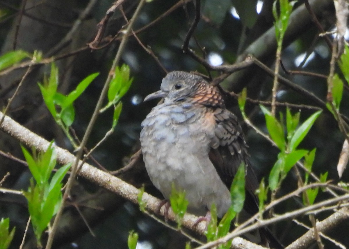Bar-shouldered Dove - ML642638712