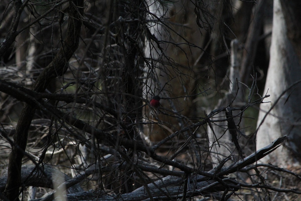 Gray Shrikethrush - ML642638735