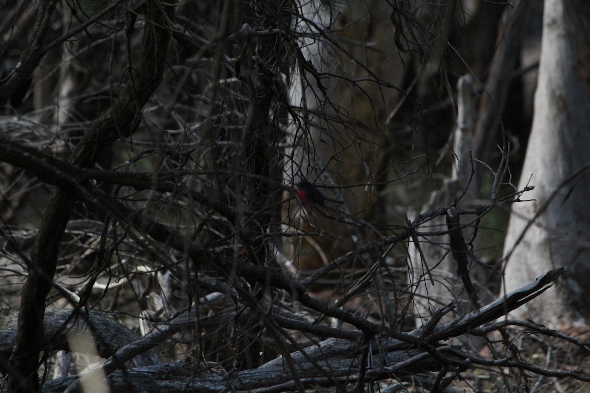 Gray Shrikethrush - ML642638736
