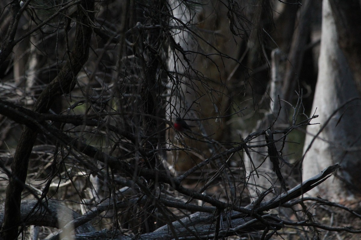 Gray Shrikethrush - ML642638737
