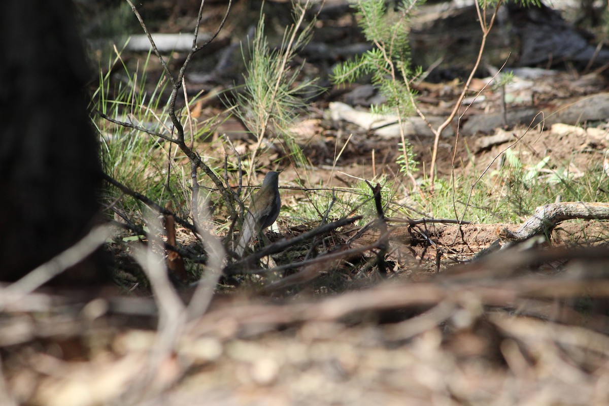 Gray Shrikethrush - ML642638738