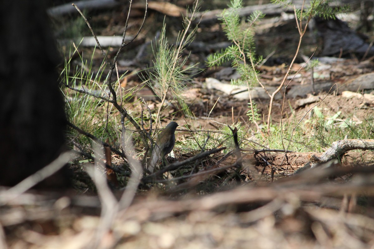 Gray Shrikethrush - ML642638739