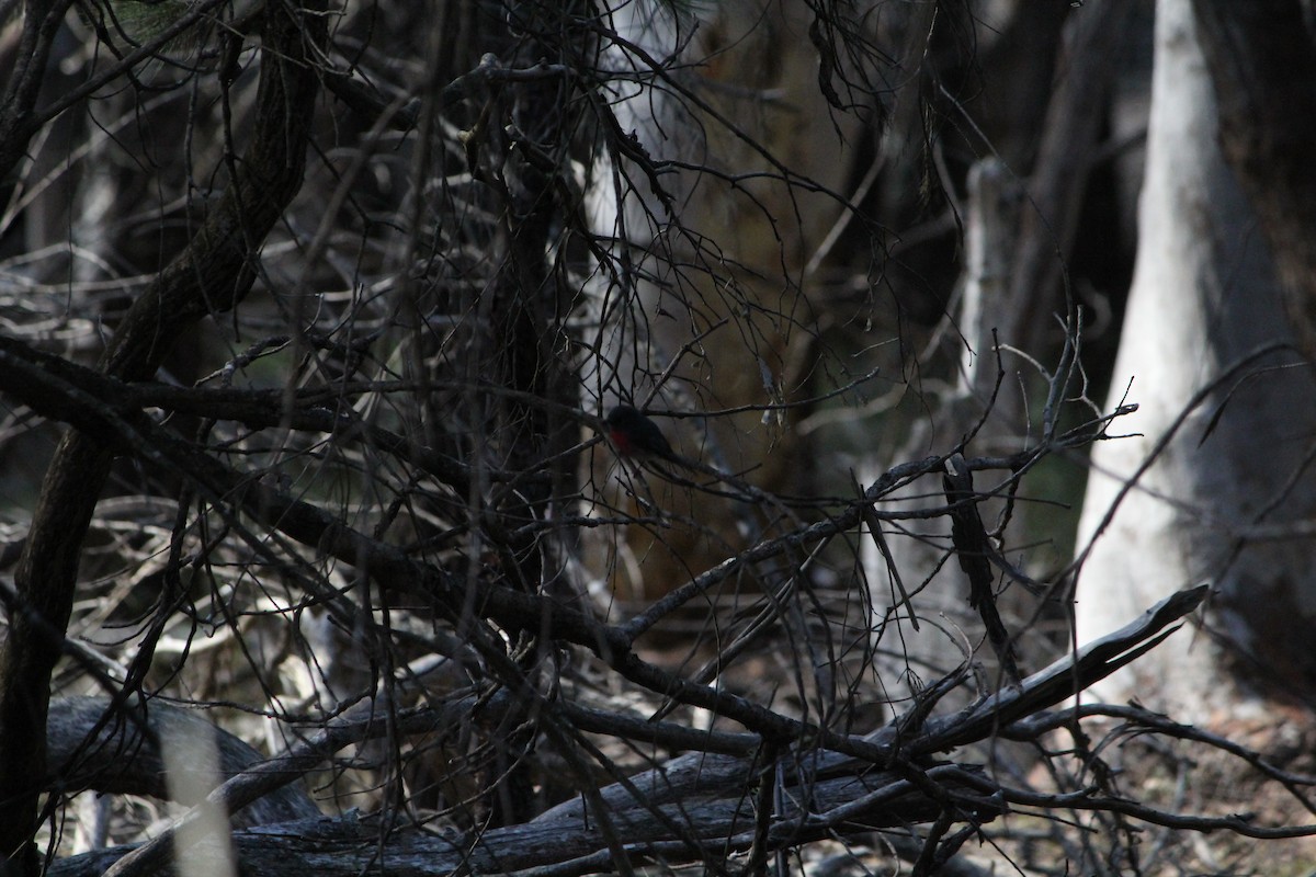 Gray Shrikethrush - ML642638740