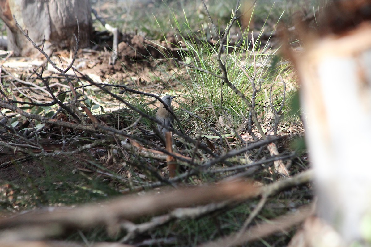 Gray Shrikethrush - ML642638741