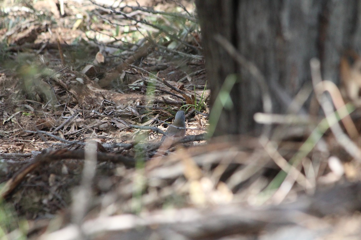Gray Shrikethrush - ML642638742