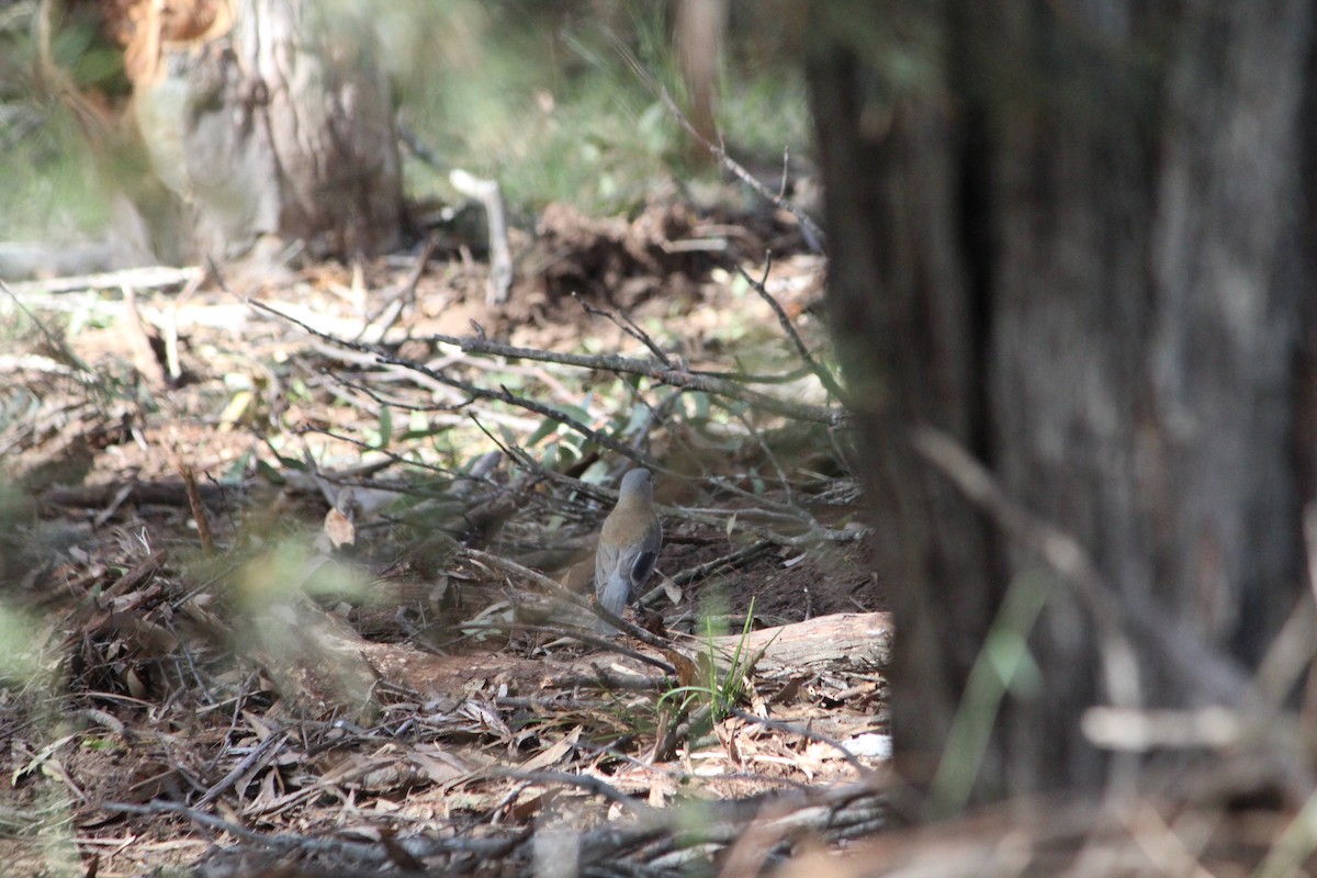 Gray Shrikethrush - ML642638744