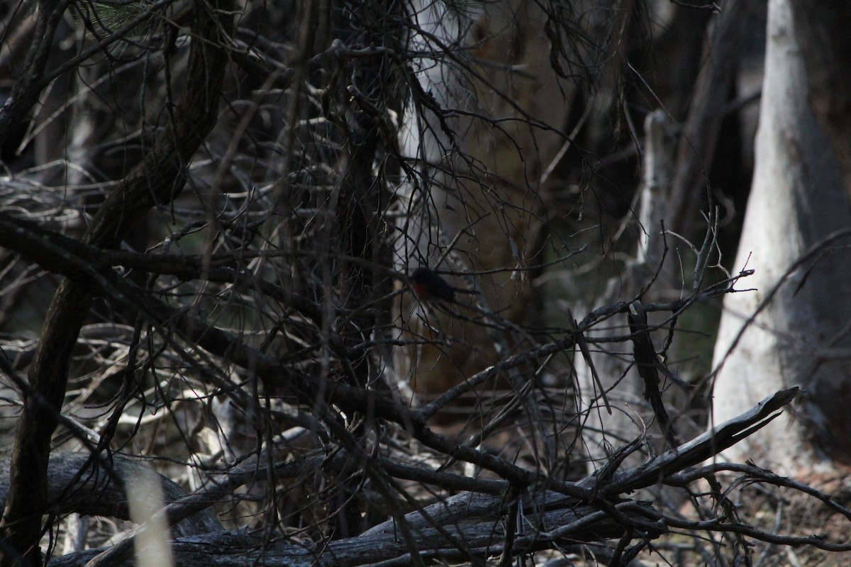 Gray Shrikethrush - ML642638745