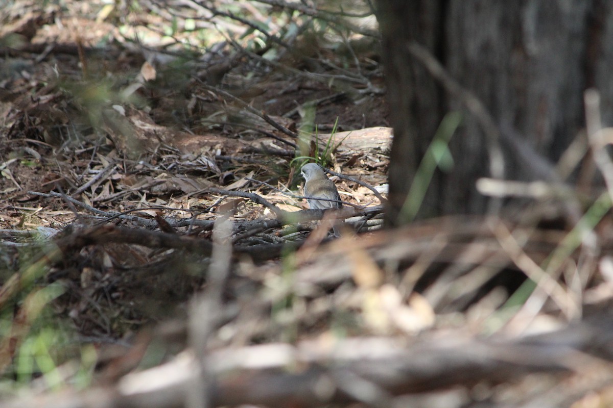 Gray Shrikethrush - ML642638746