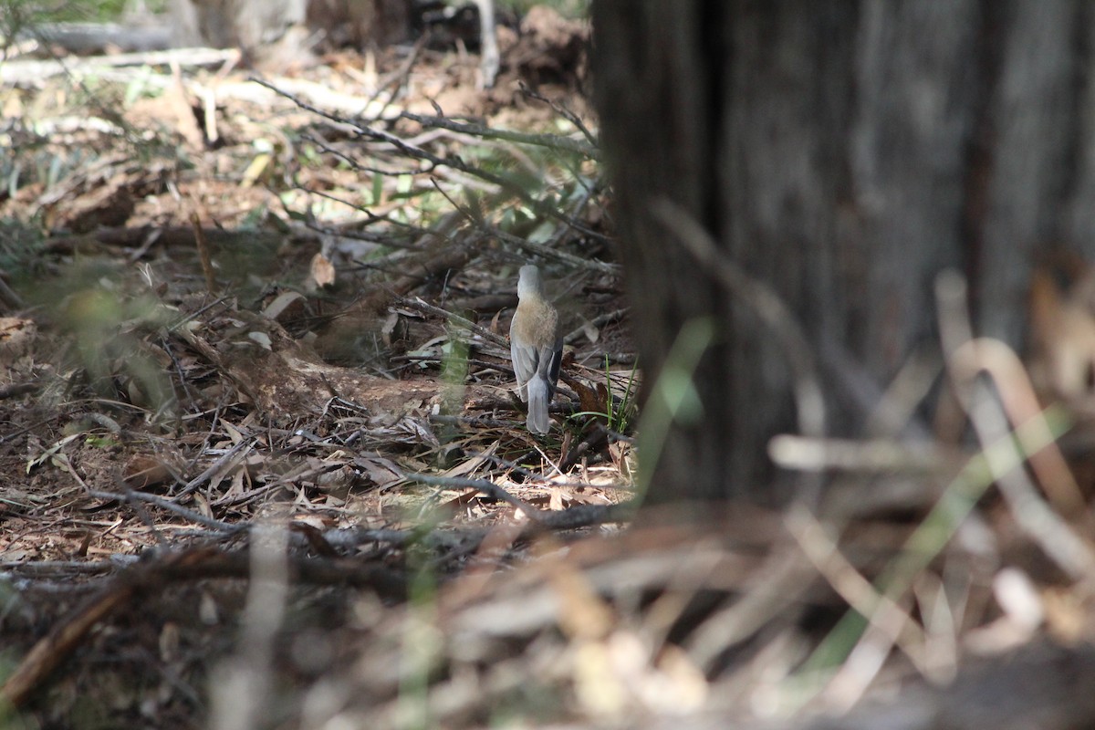 Gray Shrikethrush - ML642638747