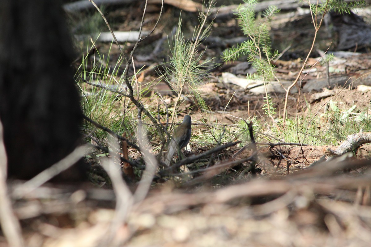 Gray Shrikethrush - ML642638748