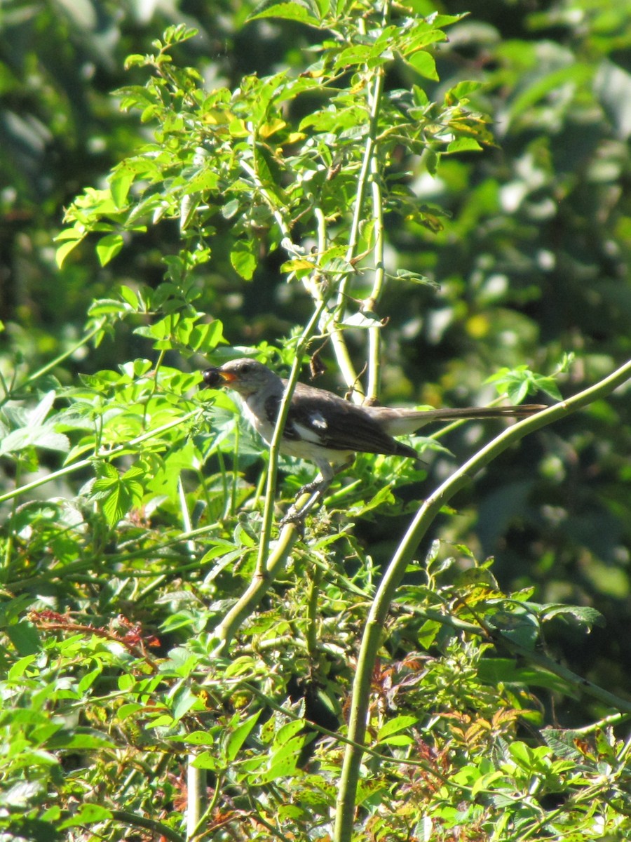 sangspottefugl - ML642638753