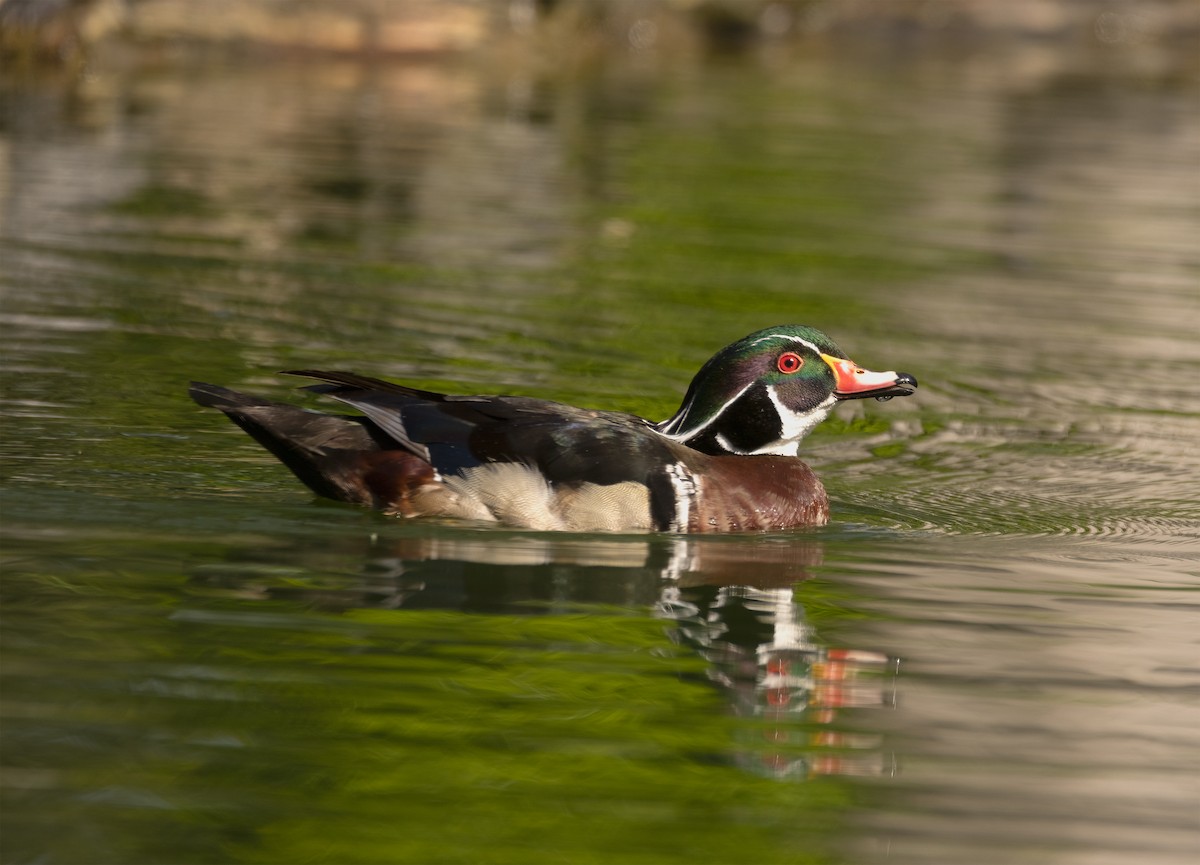 Wood Duck - ML642638754