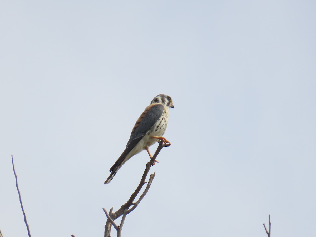 American Kestrel - ML642638779