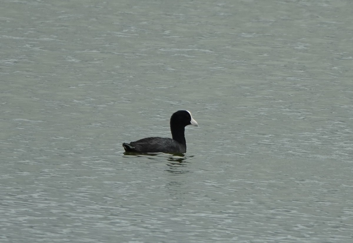 Hawaiian Coot - ML642638783