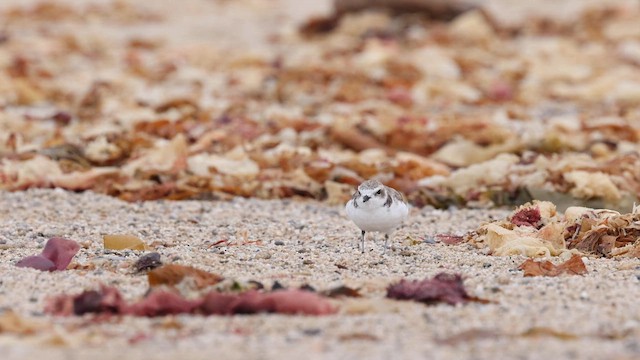 Snowy Plover (Northern) - ML642638790