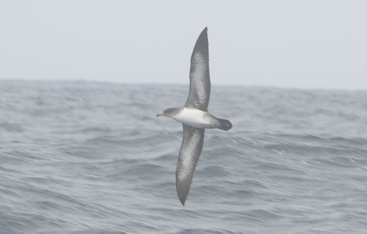 Pink-footed Shearwater - ML642638792