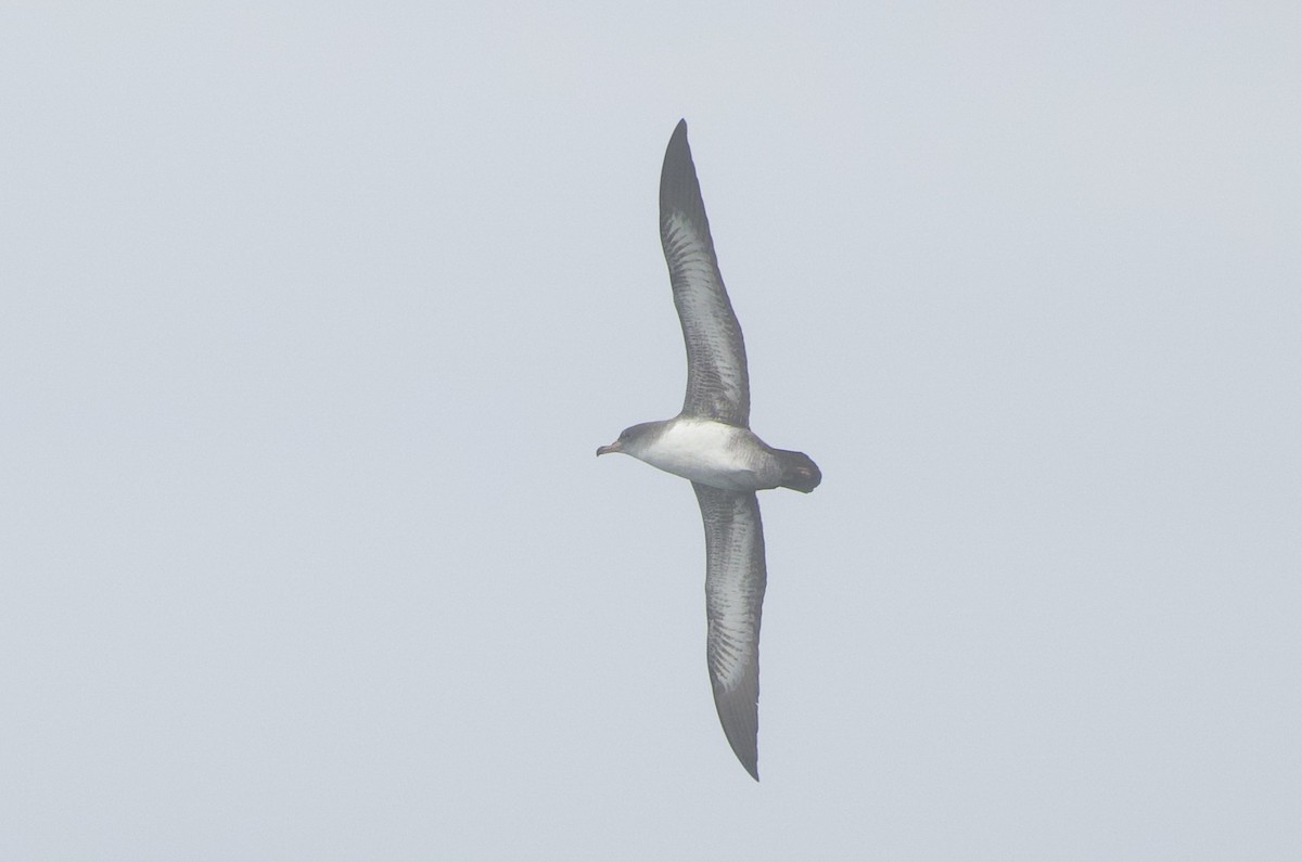 Pink-footed Shearwater - ML642638795
