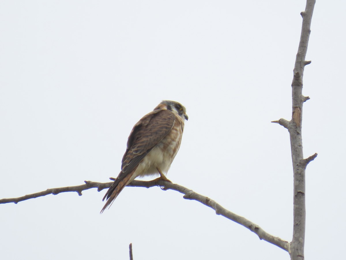 American Kestrel - ML642638796