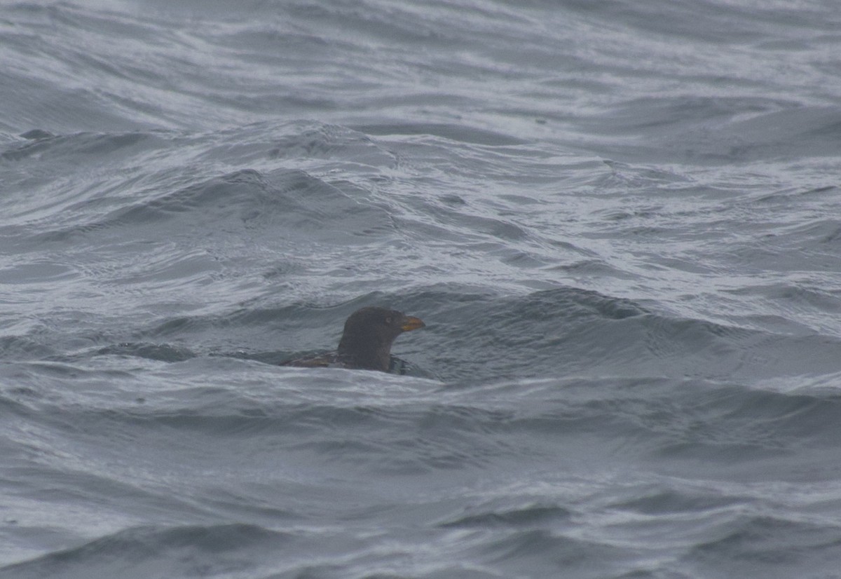 Rhinoceros Auklet - ML642638801