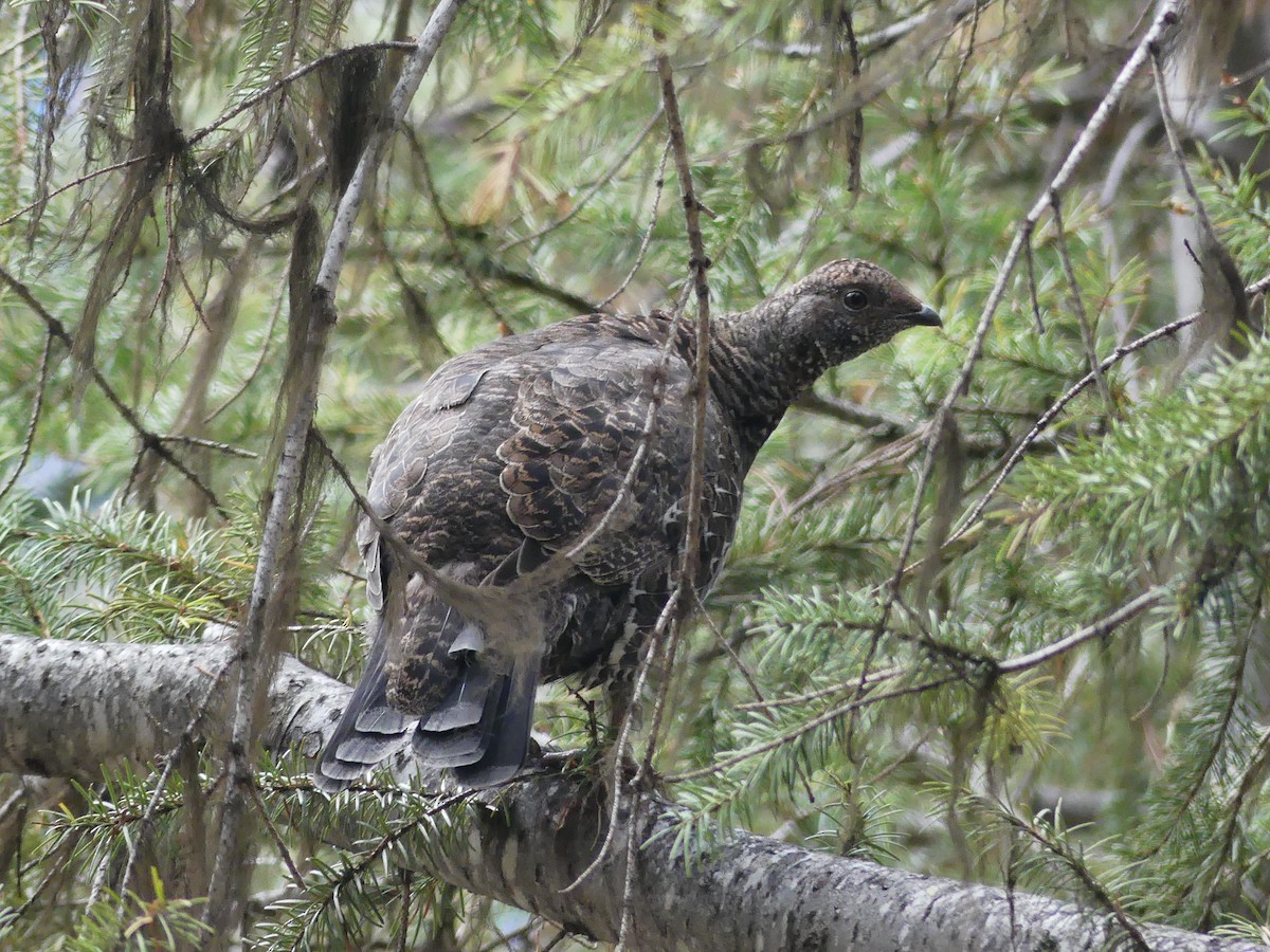 Sooty Grouse - ML642638810